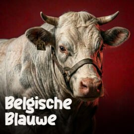 Belgisch blauwe