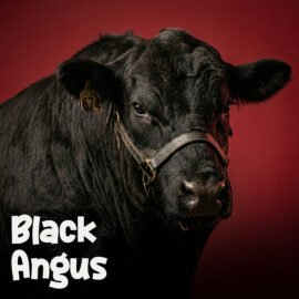 Black Angus