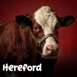 Hereford