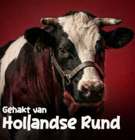 HollandseRund (1)