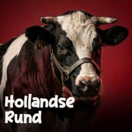 Hollandse rund